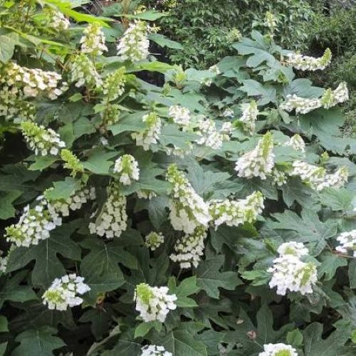 Hydrangea quercifolia Ice Crystal 3L