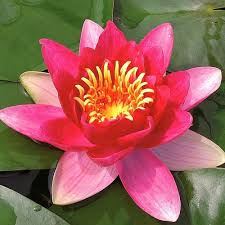 Water Lily Nymphaea Vesuve 3L pink double flowers and glossy round pads floating in container at Pengelly Cornwall