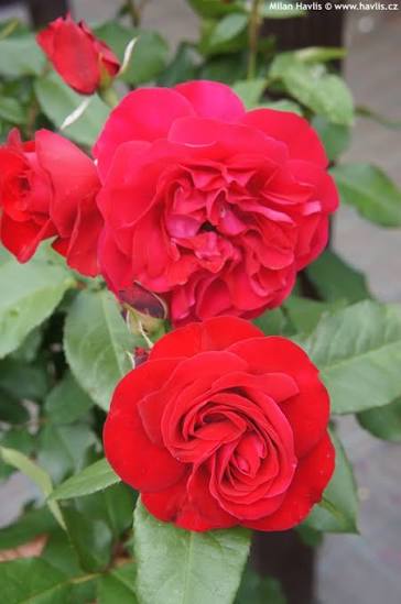Rosa Red Meilove 5ltr potted rose with red double blooms and glossy leaves at Pengelly Garden Centre Cornwall