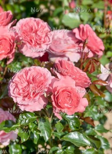 Rosa Rose Meilove 5ltr compact bush with soft pink double blooms and glossy foliage at Pengelly Garden Centre Cornwall