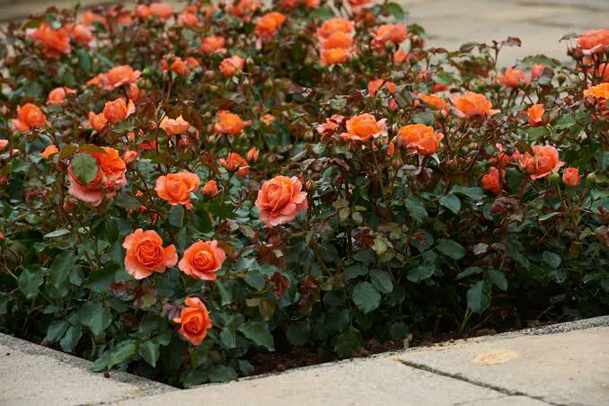 Rosa Orange Meilove 5ltr potted rose with vibrant orange blooms and glossy leaves at Pengelly Garden Centre Cornwall