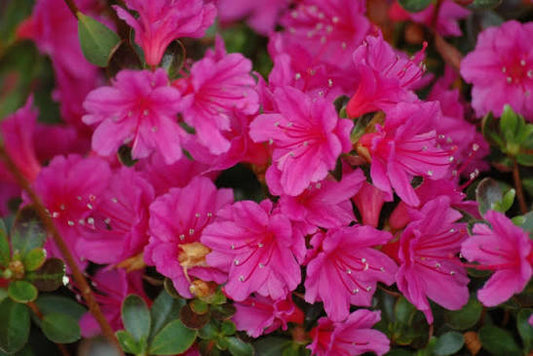 Azalea japonica 'Amoena' 10ltr pot