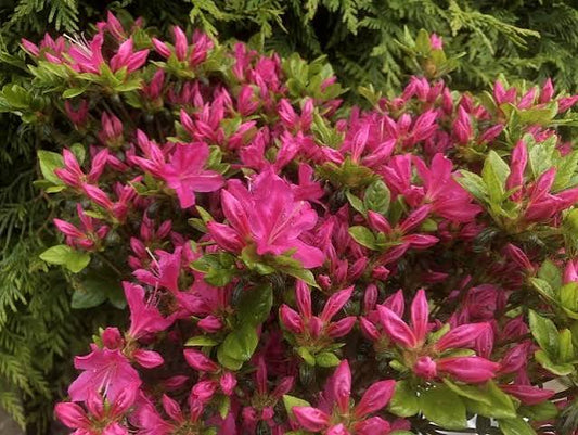 Azalea japonica 'Kermesina' 2ltr pot