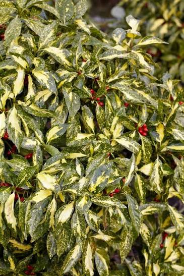 Aucuba japonica 'Picturata' 2Ltr
