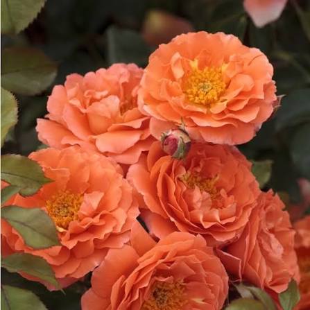 Potted Rosa Orange Meilove 5ltr with vibrant orange blooms and glossy foliage at Pengelly, Cornwall