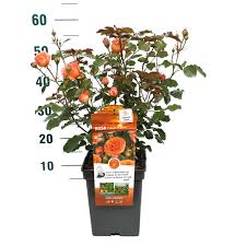 Rosa Orange Meilove 5ltr potted rose with vibrant orange blooms and green foliage at Pengelly Garden Centre Cornwall