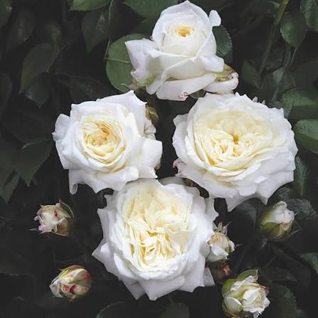 Rosa Alabaster 5ltr white rose bloom in 5ltr black pot with glossy green foliage at Pengelly Garden Centre Cornwall