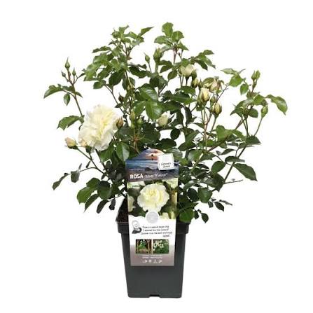 Rosa White Meilove 5ltr compact bush with creamy white double blooms and glossy dark green leaves in 5ltr pot