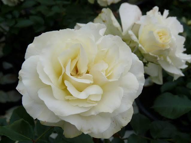 Rosa White Meilove 5ltr white double blooms, glossy dark foliage, compact rose bush at Pengelly Garden Centre Cornwall