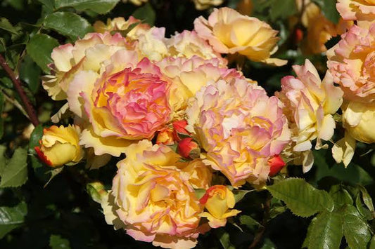 Rosa Lampion 5ltr red hybrid tea rose plant with glossy leaves in nursery pot at Pengelly Garden Centre Cornwall