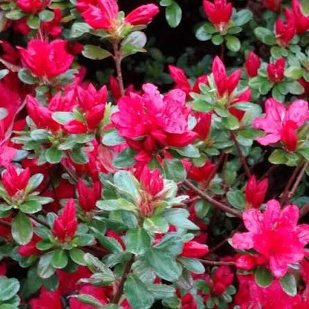 Azalea japonica 'Hino Crimson' 10ltr pot