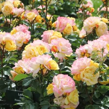 Rosa Lampion 5ltr vivid orange-red clustered blooms with glossy green foliage at Pengelly Garden Centre Cornwall