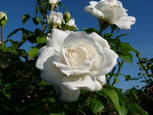Rosa Annapurna 5ltr potted shrub rose with creamy white double blooms and glossy foliage at Pengelly Cornwall