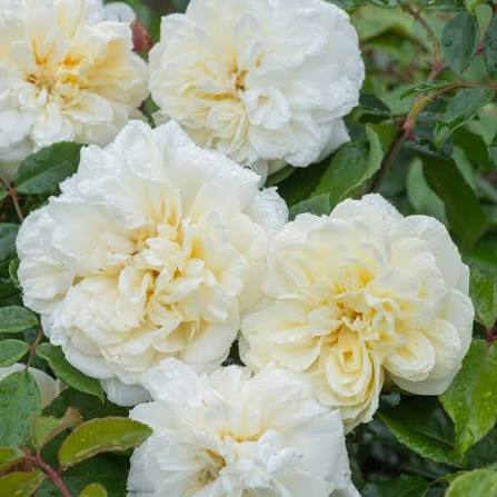 David Austin Alberic Barbier Rambler showing creamy-white clusters and glossy foliage at Pengelly Garden Centre Cornwall