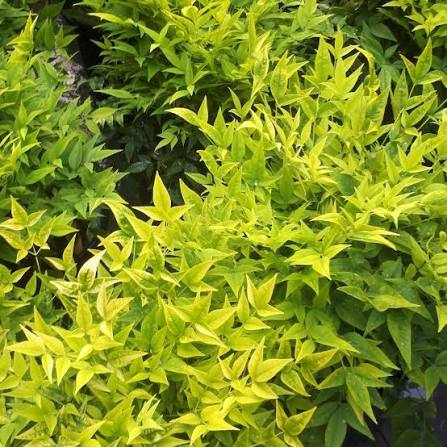 Nandina domestica 'Lemon & Lime' 2ltr