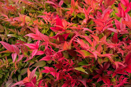 Nandina domestica 'Gulfstream' 2ltr
