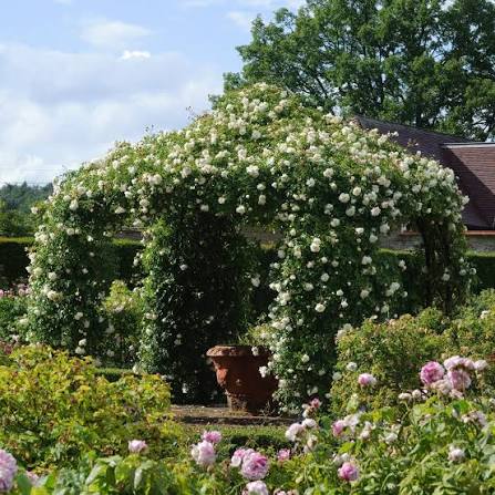 David Austin Alberic Barbier rambler rose with creamy-white clusters on arching canes at Pengelly Garden Centre Cornwall