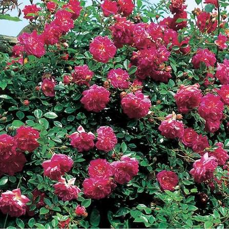 David Austin Alexandre Girault English Climber deep pink cupped climbing rose at Pengelly Garden Centre Cornwall