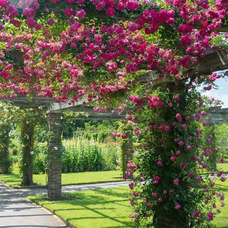 David Austin Alexandre Girault English Climber rose, soft salmon-pink cupped blooms on arching canes