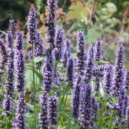 Agastache 'Black Adder' 2L