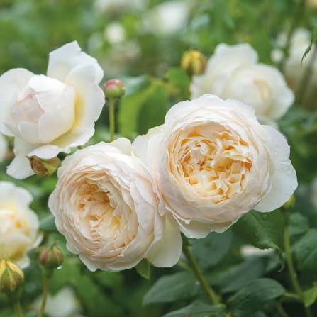 David Austin Claire Austin English Climber 6L creamy white rosette blooms on arching stems with glossy green leaves