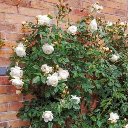 David Austin Claire Austin English Climber 6L soft apricot-pink roses on climbing shrub in 6L pot, Pengelly, Cornwall