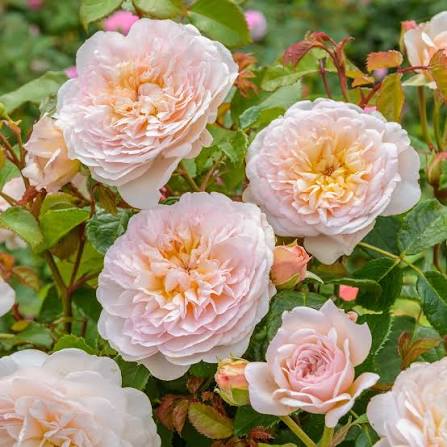 David Austin Rose Emily Bronte pale mauve English shrub rose in full bloom at Pengelly Garden Centre Cornwall