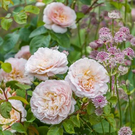 David Austin Rose Emily Bronte apricot-pink rosette bloom with glossy foliage at Pengelly Garden Centre Cornwall