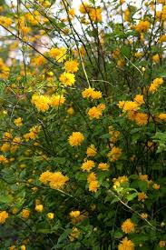 Kerria japonica 'Pleniflora' 19cm pot