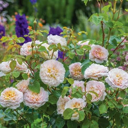 David Austin Rose Emily Bronte apricot English rose ruffled bloom with glossy leaves at Pengelly Garden Centre Cornwall