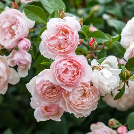 David Austin The Generous Gardener climber pink blooms on trellis with glossy foliage at Pengelly Garden Centre Cornwall