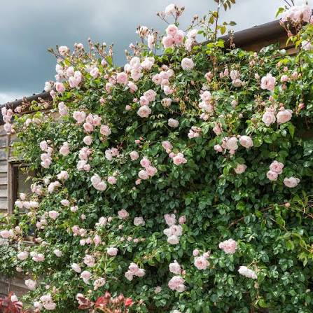 David Austin The Generous Gardener English climber with apricot-pink blooms at Pengelly Garden Centre Cornwall