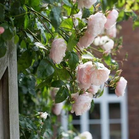 David Austin The Generous Gardener English Climbers apricot-pink cupped blooms on glossy green climbing rose
