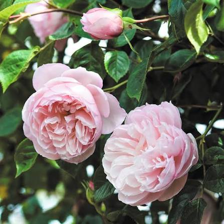 David Austin The Generous Gardener climbing rose with soft pink rosettes and glossy green leaves at Pengelly Cornwall