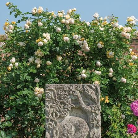 David Austin Wollerton Old Hall 6L climber rose with apricot blooms and green foliage at Pengelly Garden Centre Cornwall