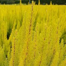 Erica arborea 'Albert's Gold' 12cm pot