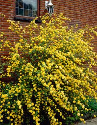 Kerria japonica 'Pleniflora' 19cm pot