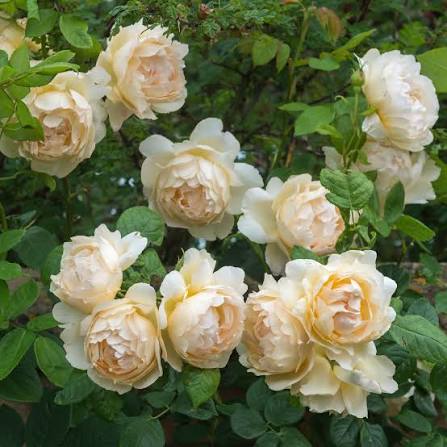 Soft pink English climber rose in 6L pot David Austin Wollerton Old Hall at Pengelly Garden Centre Cornwall