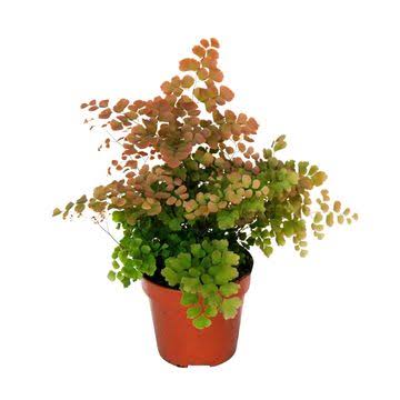 Adiantum tenerum Scutum Roseum 12cm pink-tinged maidenhair fern in pot at Pengelly Garden Centre Cornwall