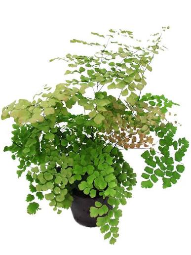 Adiantum tenerum Scutum Roseum 12cm delicate rose-tinted fern fronds in 12cm pot at Pengelly Garden Centre Cornwall