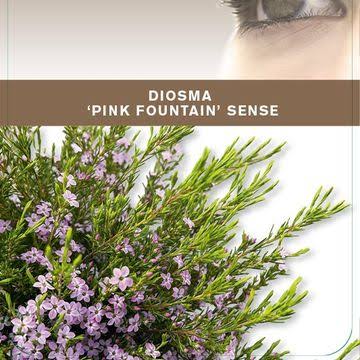 Diosma hirsuta 'Pink Fountain' 3ltr