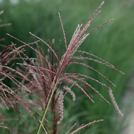 Miscanthus sinensis 'Ferner Osten' 2ltr