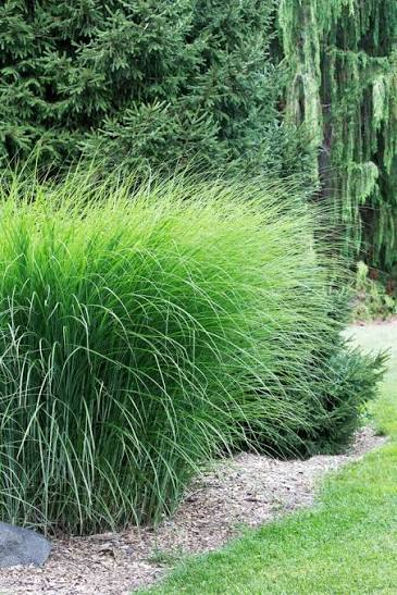 Miscanthus sinensis 'Gracillimus' 2Ltr