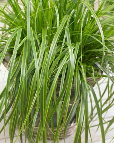 Carex oshimensis 'Everlime' 2Ltr