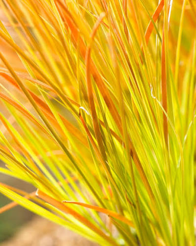 Carex testacea 'Prairie Fire' 3tr