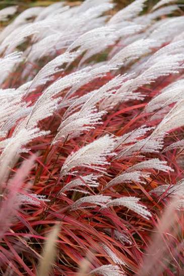 Miscanthus 'Lady in Red' 3ltr