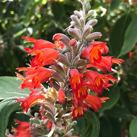 Colquhounia coccinea Nepalese Flame   3L