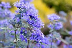 Caryopteris x clandonensis 'Dark Knight' 3ltr