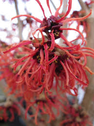Hamamelis intermedia 'Rubin' 23cm pot