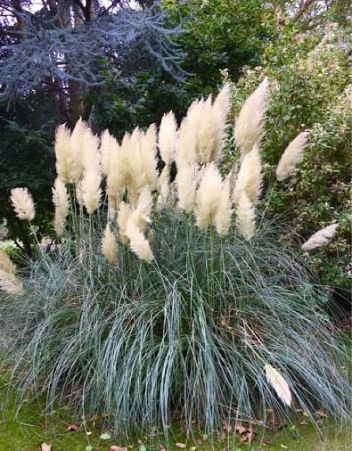 Cortaderia selloana 2ltr